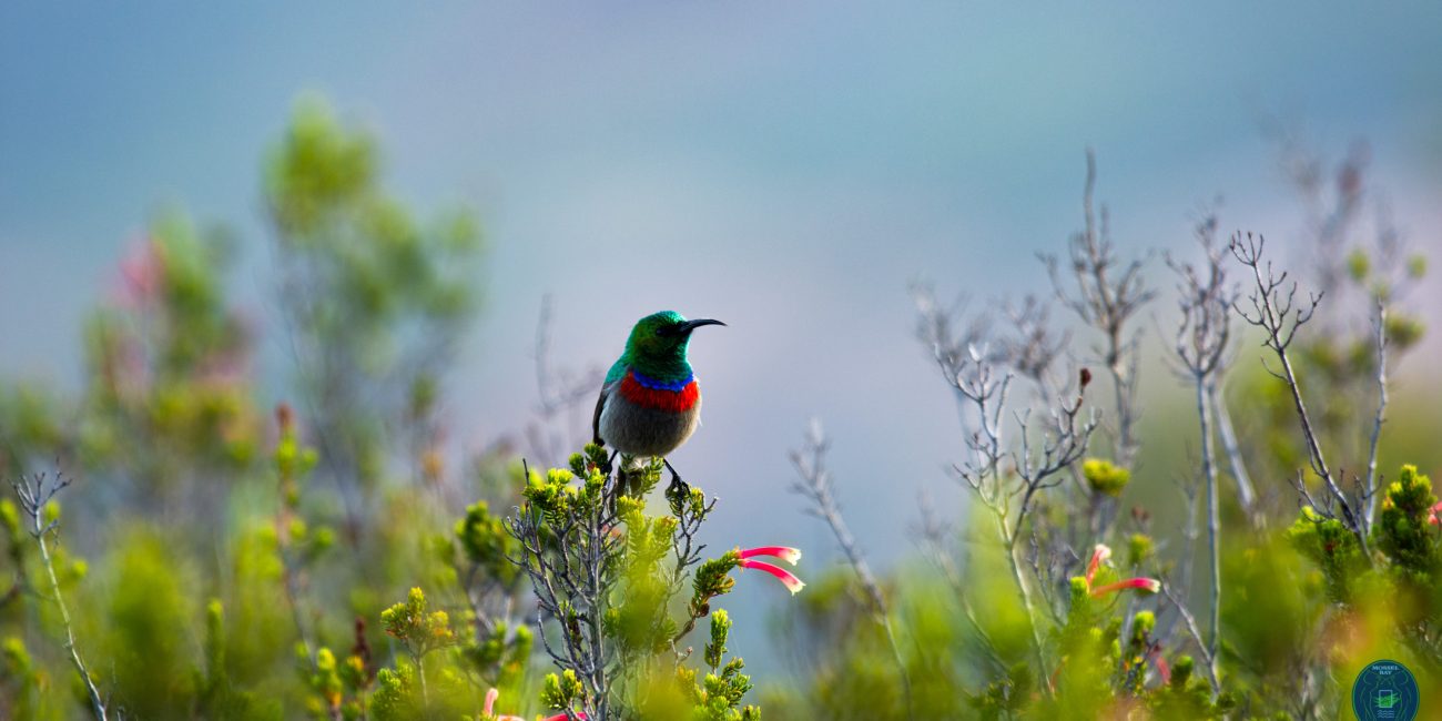 Sunbird on fynbos