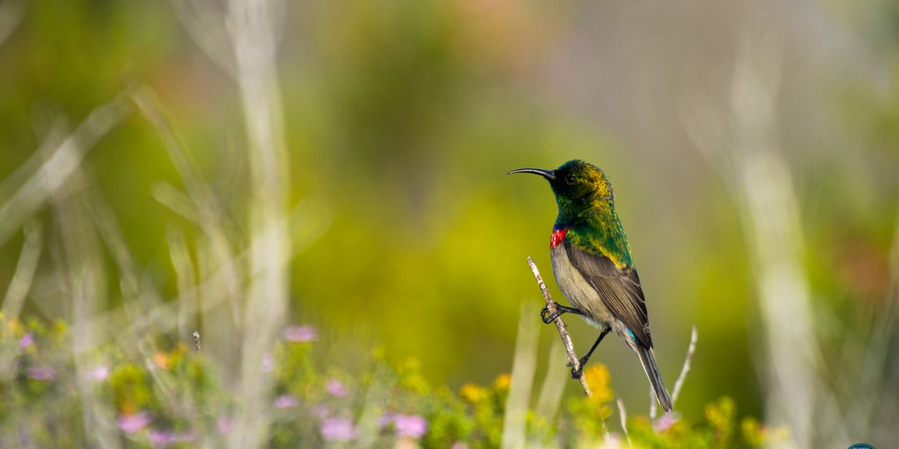 Sunbird in the fynbos plants next to the greens