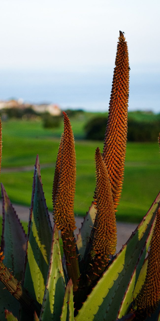 Aloe plant next to the greens