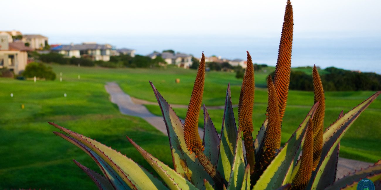 Aloe plant with houses in the background
