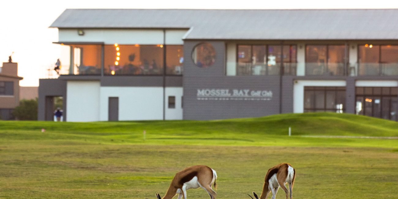 Two springbok in front of the clubhouse