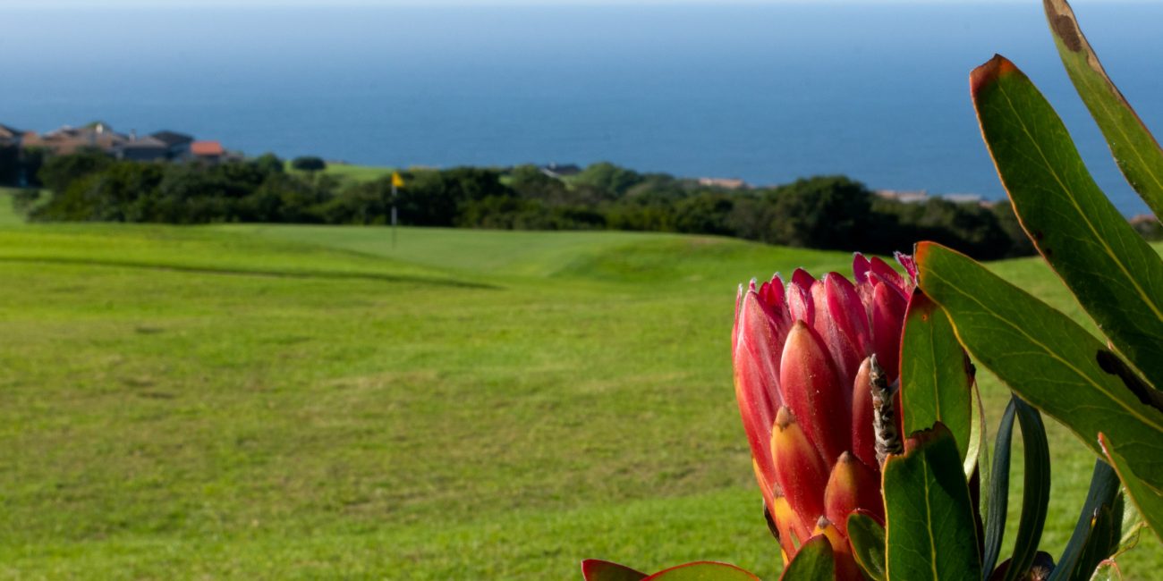 Protea plant next to the golf green with the ocean in the background