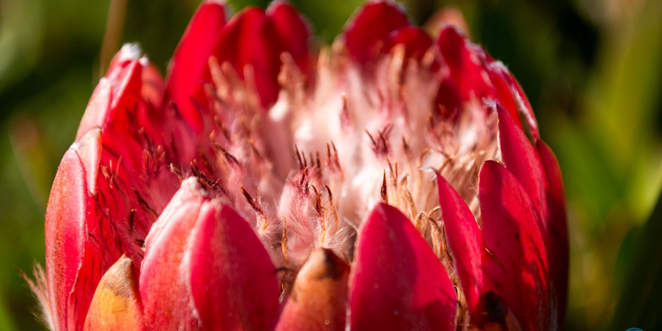 Close-up of the protea flower